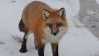 Fitzgerald warns of rabies in Labrador after dog tested positive in Hopedale