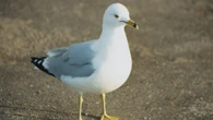 2 birds in Yellowknife test positive for avian flu