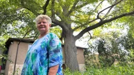 4 years after Toronto bought land to honour heritage oak, residents still waiting for promised parkette