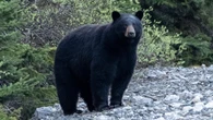 B.C. Parks closes part of Stawamus Chief Park due to 'food-conditioned' bear