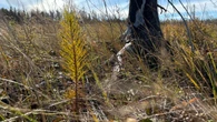 Forests Canada says its on track to plant its 50 millionth tree this year