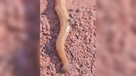 Toxic hammerhead worm spotted in St. Thomas garden
