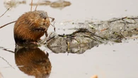 Muskrats 'always come back,' says one N.W.T. hunter, as species recommended for special protection