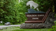 Bear killed, cubs tranquilized after conflicts in B.C.'s Golden Ears Provincial Park