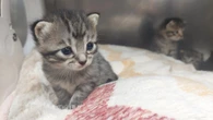 Niagara SPCA found 76 abandoned cats in 4 days - people 'just can't afford to care for them,' manager says