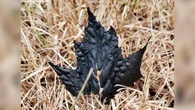 'My heart sank': N.S. photographer snaps striking photo of burnt maple leaf