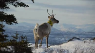 As caribou populations recover in Yukon's Southern Lakes region, communities look to reconnect with the herds