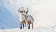 Semi-annual international caribou conference held in Yellowknife