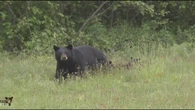 Black bear sightings are up slightly. Here’s what you should know if you see one