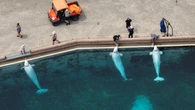 U.S. government approves emergency rescue of belugas from Marineland in Niagara Falls, Ont.
