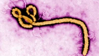 Ebola strain in deadly new Congo outbreak has no vaccine