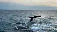 Fishing area off Naufrage, P.E.I., being restricted due to right whale detection