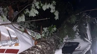 A downburst, not a tornado, devastated Samuel de Champlain Park, say researchers