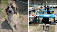 Niagara Dog Rescue, Manitoba groups work to re-home strays and dogs surrendered after wildfires