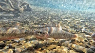 Parks Canada works to protect threatened westslope cutthroat trout