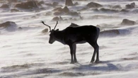 Caribou in Coral Harbour, Nunavut, tests positive for rabies