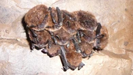 Disease deadly to bats found for 1st time in Northwest Territories