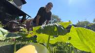 These Windsor residents are trying to grow a giant pumpkin on their front lawn