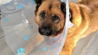 Kitimat pet owner warning others after dog injured in suspected cougar attack