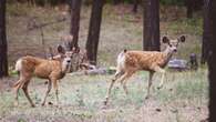 4th case of deadly deer disease confirmed in B.C. Hunters asked to help monitor spread