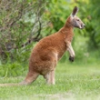 Quebec says runaway kangaroo 'Joey' poses no threat but advocate warns of risks to its safety