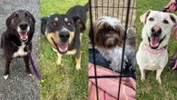 Volunteers in Kenora, Ont., seeking foster homes for cats, dogs from Wabaseemoong