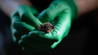 As white-nose syndrome threatens bats nationwide, this scientist's probiotic ‘cocktail’ could save them