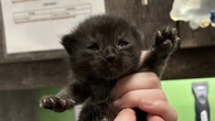 Chatham animal rescue says it's fined the person who dumped a grocery bag full of kittens at its door