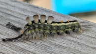 Fuzzy caterpillar destroys foliage in parts of western, central Newfoundland