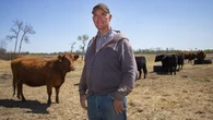 Record-breaking cattle prices a lifeline for farmers facing inflation, trade tensions