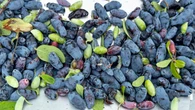 Ontario-grown haskap berry packs a flavourful punch in jams, muffins and drinks: Jasmine Mangalaseril