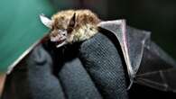 Rabid bat suspected to have bit someone in Brantford, Ont., health unit said