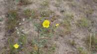 How this flower can tell us more about the Nova Scotian sand barrens