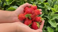 Farmers in Waterloo region face slow, 'catastrophic' start to growing season