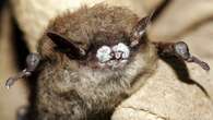 Scientists monitor the Outaouais' bat population to fight back against white-nose syndrome