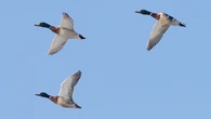 ​Cat dies after catching highly pathogenic avian flu in southeast Sask.