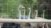 Mounties investigating after 2nd ostrich dies on B.C. farm facing cull order