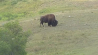 GPS ear tags help track bison at Sask.'s Buffalo Pound Provincial Park