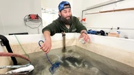 Mi'kmaw conservation organizations working to restock Bras d'Or Lake with eels