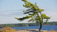 Windswept pine tree at Killbear Provincial Park gets 30 clones to be planted soon