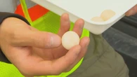 Spicy surprise to help keep turtle eggs safe from predators