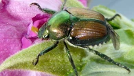 Gardeners told to be watchful as new Japanese beetle containment zone set up in Kamloops, B.C.