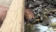 Horse with head trapped in a bridge near Lytton, B.C., discovered by passing truck driver
