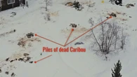 Lodge owner decries killing of caribou on property, but others caution against rush to judgment