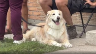 How to keep your pets cool during summer heatwaves