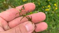 Rapidly growing invasive plant discovered for 1st time in Canada in Leamington, Ont.