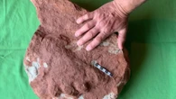 'Remarkable' fossil footprint discovered on P.E.I. dates back around 290 million years