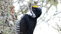 Record N.B. wildfires alter forest ecosystems, creating winners and losers among birds