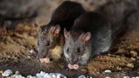 Alberta rat control investigating possible rodent sighting in Calgary