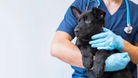 Northern Ontario towns struggling to recruit veterinarians in face of province-wide shortage